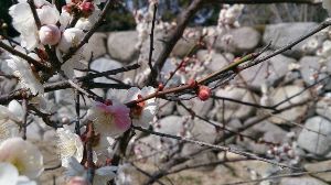 【花・見ごろ】松阪公園（松坂城跡）の梅