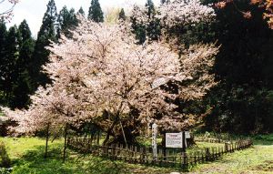 【桜・見ごろ】葛岡のカスミ桜