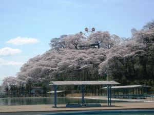 【桜・見ごろ】千手山公園