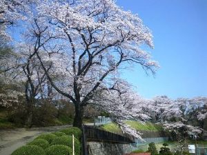【桜・見ごろ】御殿山公園