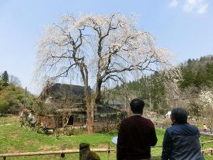 【桜・見ごろ】松岡町の千恵子桜