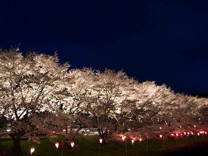 【桜・見ごろ】八重新地の桜並木