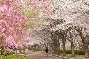 【桜・見ごろ】七谷川　和らぎの道
