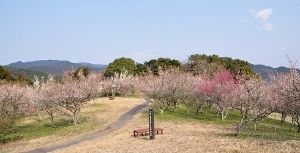 【花・見ごろ】八木山花木園の梅