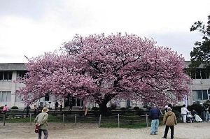 【桜・見ごろ】防府市向島の寒桜（蓬莱桜）