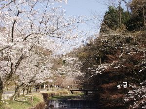 【桜・見ごろ】岩屋堂公園
