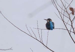 琵琶湖と新大宮川の冬鳥を探そう！～日本野鳥の会滋賀のガイドによる観察会～