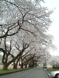 【桜・見ごろ】小坂中央公園