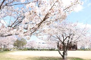【桜・見ごろ】夢公園