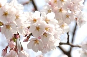 【桜・見ごろ】遠島山公園