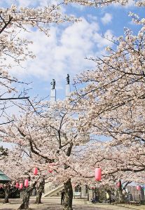 【桜・見ごろ】太田山公園
