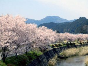 【桜・見ごろ】津具川の桜並木