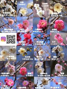 【花・見ごろ】あけぼの山農業公園の梅