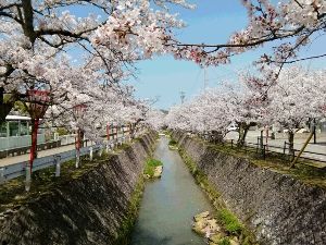 【桜・見ごろ】熊坂川河畔
