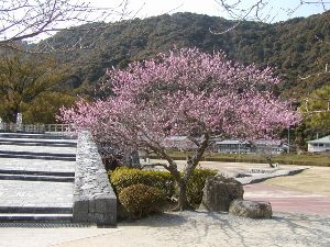 【花・見ごろ】吉香公園の梅