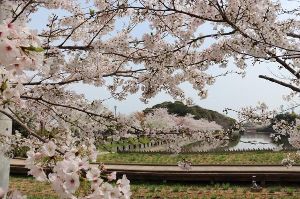 【桜・見ごろ】香川県立亀鶴公園