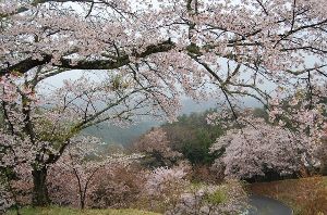 【桜・見ごろ】沓掛峠のヤマザクラ群
