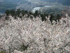 【桜・見ごろ】冨士山公園