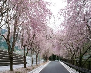 【桜・見ごろ】徳山のしだれ桜
