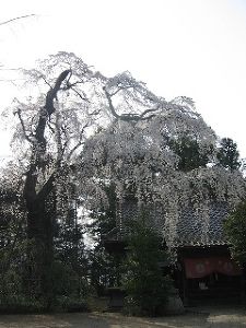 【桜・見ごろ】朝日稲荷神社の枝垂れサクラ