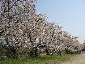【桜・見ごろ】浜田公園