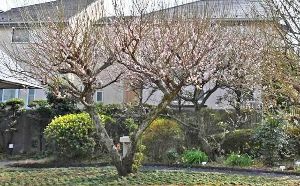 【花・見ごろ】実篤記念館の梅