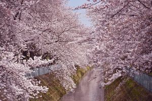 【桜・見ごろ】東坂戸団地の桜並木