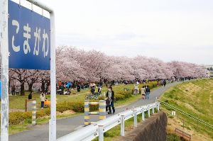 【桜・見ごろ】泉町桜堤公園の桜並木
