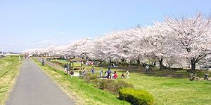 【桜・見ごろ】高麗川右岸環境側帯の桜並木