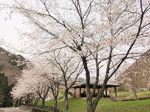 【桜・見ごろ】ベニヤマ自然パーク