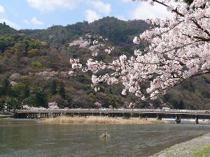 【桜・見ごろ】嵐山