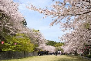 【桜・見ごろ】中央公園