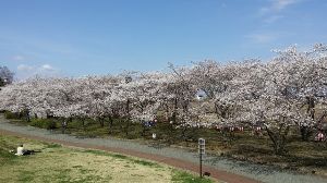 【桜・見ごろ】川中島古戦場史跡公園