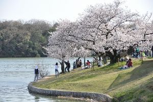 【桜・見ごろ】洲原公園