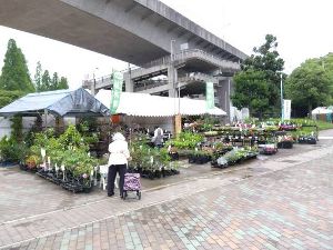 春の植木市（城北公園）