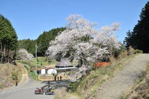 【桜・見ごろ】岩井畝の大桜