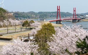 【桜・見ごろ】北潟湖畔