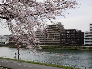 【桜・見ごろ】戸田公園