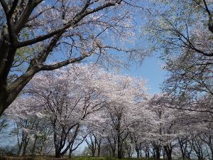 【桜・見ごろ】智光山公園