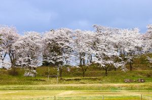 【桜・見ごろ】八反田公園