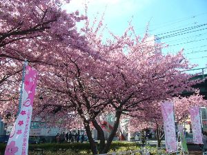 第20回 三浦海岸桜まつり