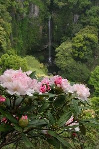 裏見の滝自然花苑しゃくなげ祭り