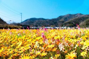 田んぼをつかった花畑