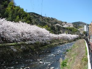 【桜・見ごろ】千歳川の桜並木