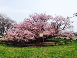 【桜・見ごろ】野付小学校