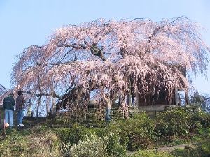 【桜・見ごろ】石畳東のシダレザクラ