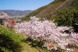 【桜・見ごろ】金竜山