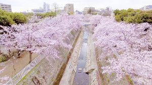 【桜・見ごろ】妙法寺川公園