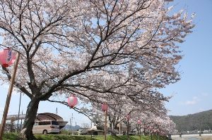 【桜・見ごろ】鈴の宮公園・桜トンネル