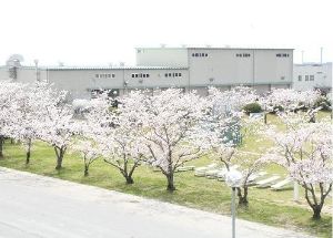 令和5年度　桜の開花に伴う小郡駐屯地開放